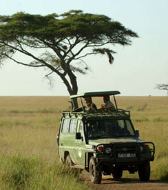 Visuel Safaris