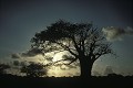 Baobab soleil couchant - Côte est - Kenya 
 Baobab soleil couchant - Côte est - Kenya  