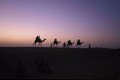 Caravane au soleil couchant - désert du Thar - Rajasthan - Inde 
 Caravane au soleil couchant - désert du Thar - Rajasthan - Inde  