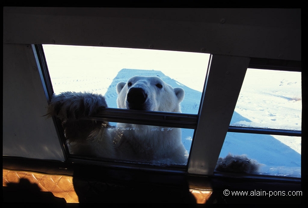 
 Ours polaire ours blanc ursus maritimus arctique churchill baie d'hudson nord canada vehicule tourisme  © Alain Pons