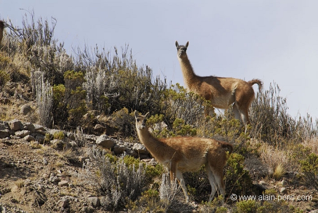 
 Guanacos (Lama guanicoe) - Andes chiliennes - Chili  © Alain Pons